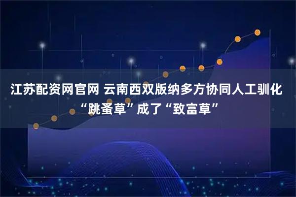 江苏配资网官网 云南西双版纳多方协同人工驯化 “跳蚤草”成了“致富草”